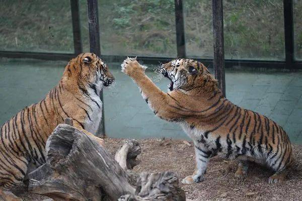 行家点评:捧上九字代表什么动物