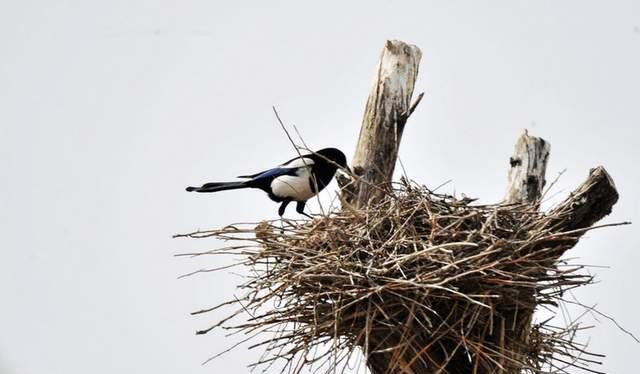 条理讲解:玄机中看二九合，老鸹窝里出凤凰开过什么生肖