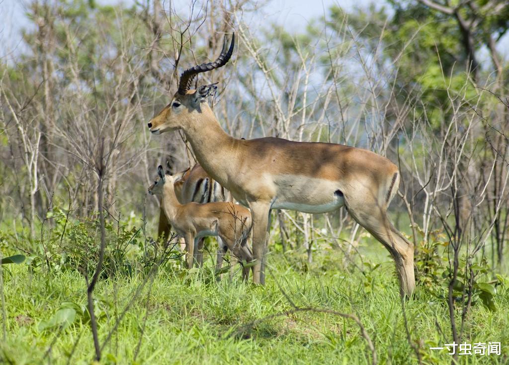 视角拆解:八仙过海-各显种通本期动物