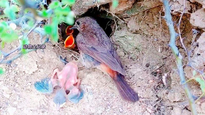 家点评:玄机中看二九合，老鸹窝里出凤凰指哪个生肖