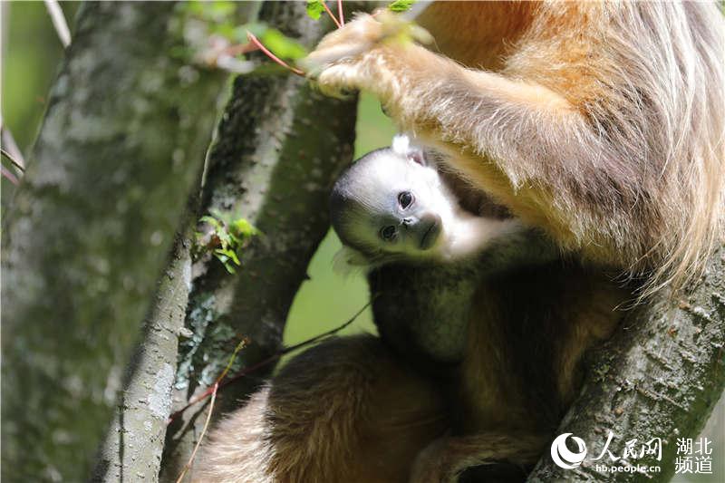 实战解析:千变万化猴机灵，家有客人来半天猜一准确动物