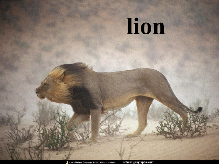 权威解读:羊落虎口本期动物