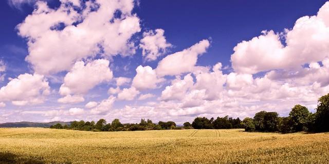 全面阐释:蓝天照耀红花美指什么生肖