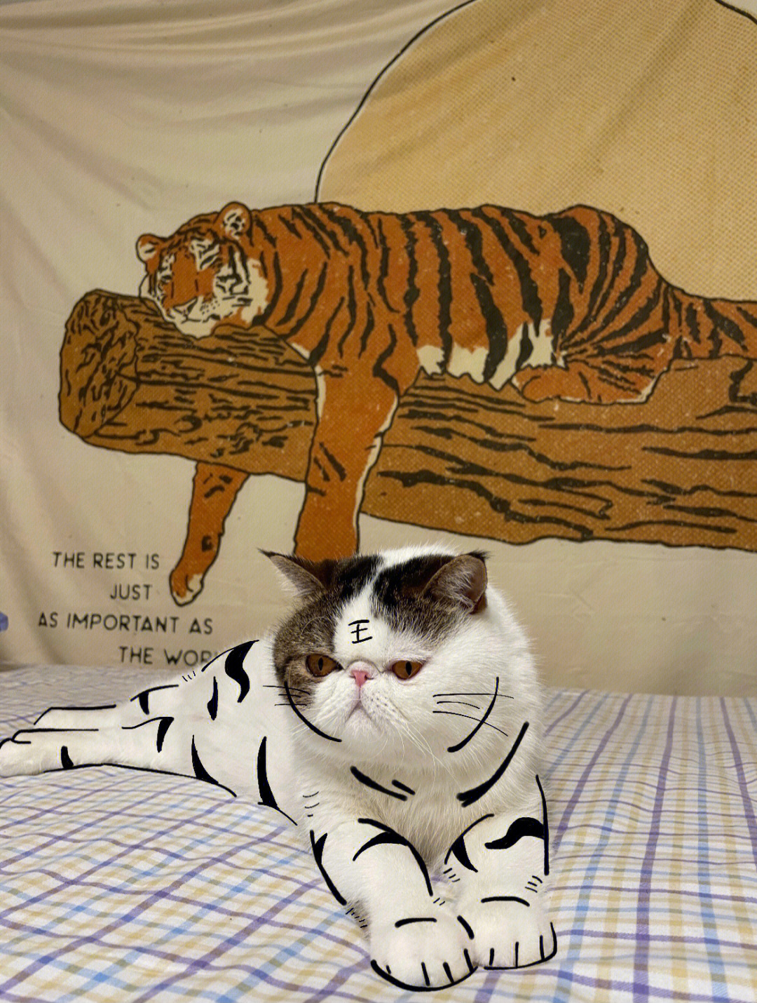 独家调查:照猫画虎本期动物