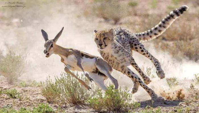 趋势研判:三九相加出七码，二三零一不相见代表什么动物