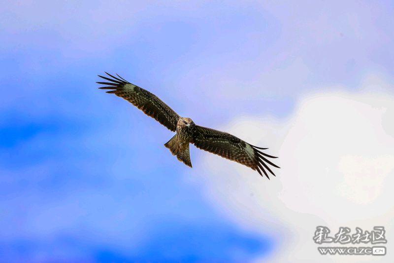 趋势研判:君不用问知基数，只观浮云风雨目打一最佳动物