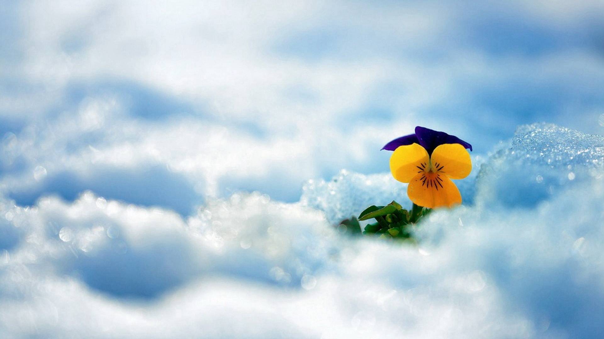 热点剖析:君不用问知基数，只观浮云风雨目猜生肖