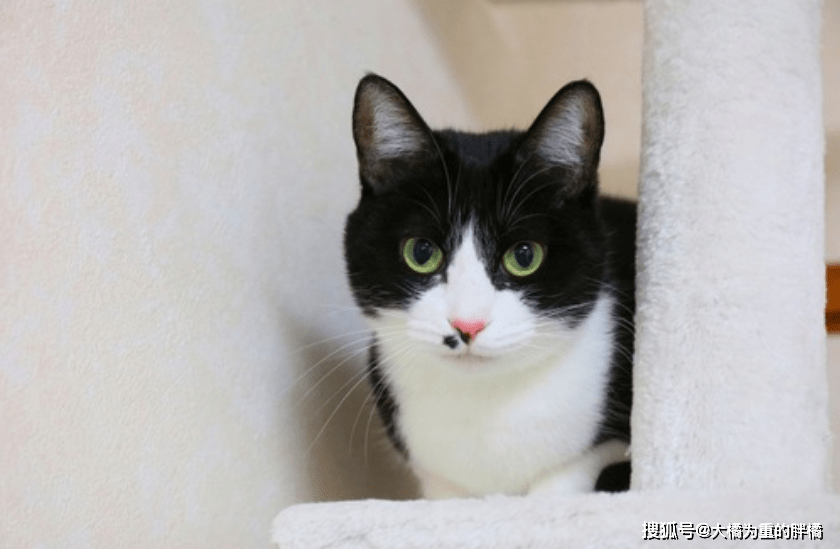 专家解析:挂名金榜对应那种动物