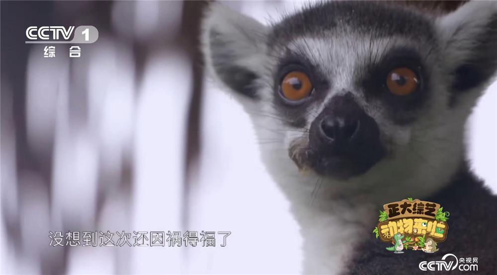 资深分析:九尾之数开两边，千金一撒二值钱。猜本期动物