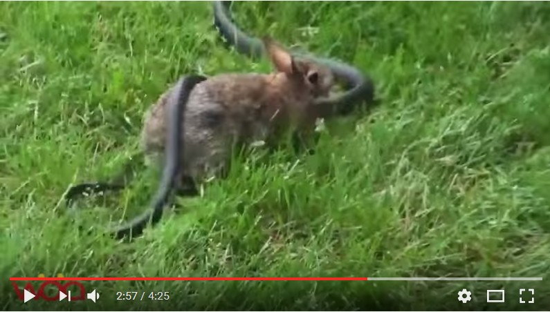 深度报道:春虎夏蛇逐野兔，水火不容两相斗对应那种动物