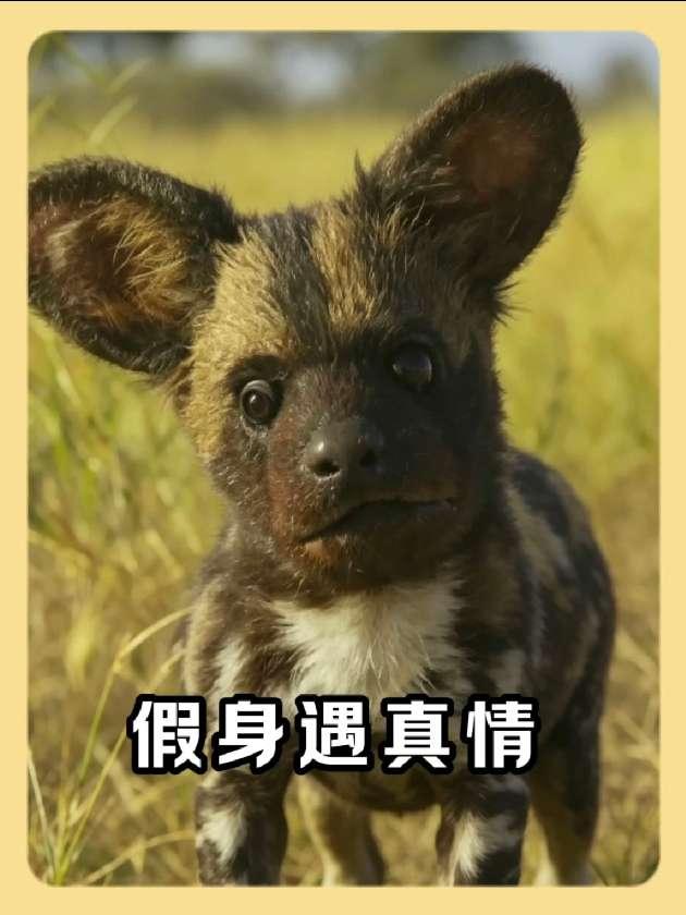 独家解读:真真假假打一准确动物