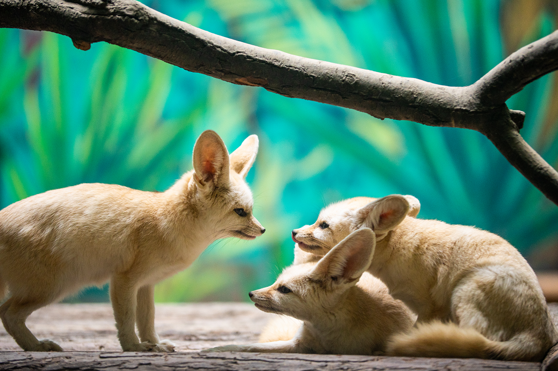 独家解读:相映成趣本期动物