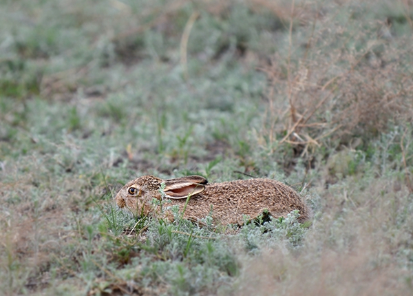 全面阐释:春虎夏蛇逐野兔，水火不容两相斗猜一准确数字