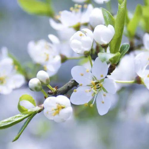 特讯:梨花落后二清明，三五少年容易老打一动物