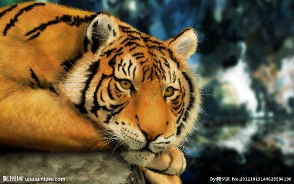 行家点评:挂名金榜本期动物