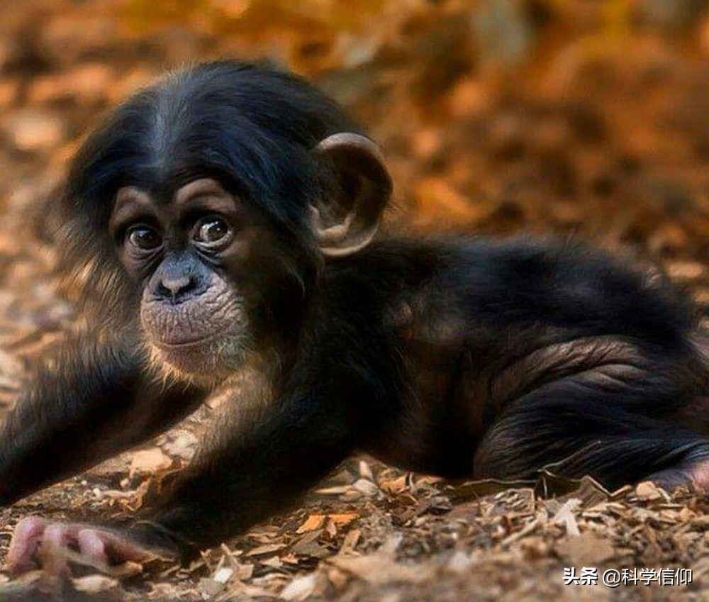观点输出:一分神似打一准确动物