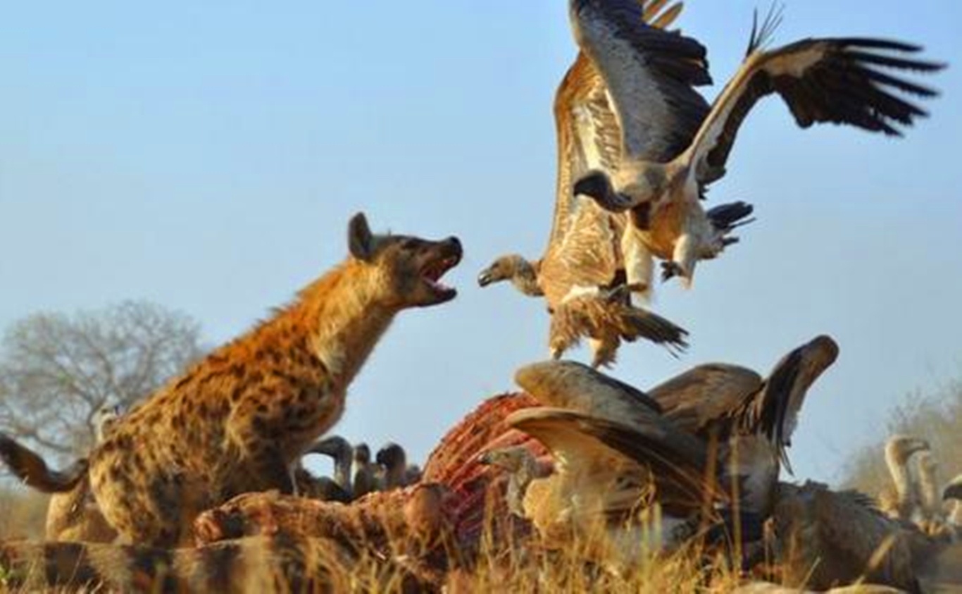 独家视点:黄钟瓦釜代表什么动物