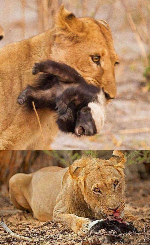 热点剖析:三九相加出七码，二三零一不相见打一动物