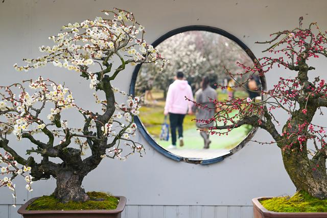 独家观察:春色满园关不住，佳人妩媚天际来打一生肖