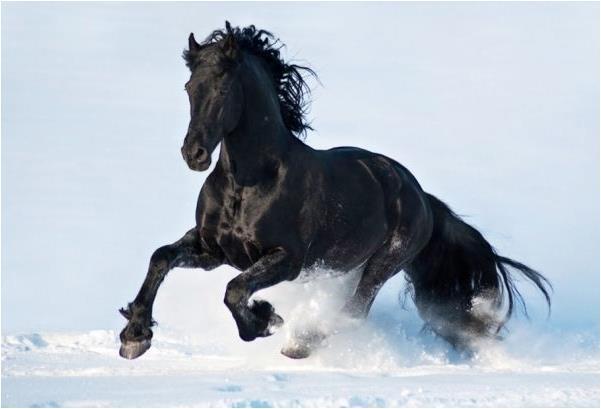 家点评:马到成功指哪个生肖