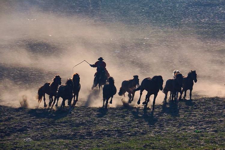 条理讲解:欲横沙场本期动物