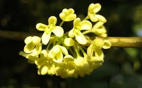 首发资讯:一九合成桂花香最佳答案