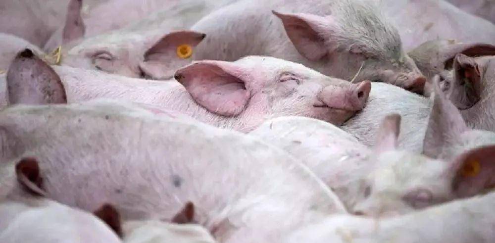 圈内揭秘:今期猪马鸡出特，棠树空留鹤岭前指啥动物