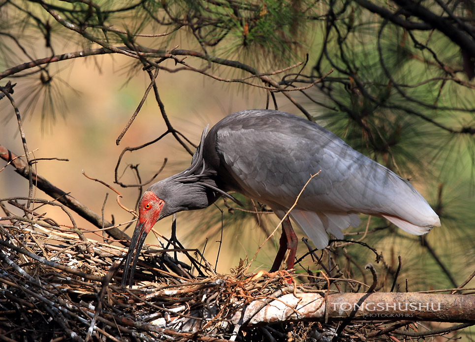 家点评:玄机中看二九合，老鸹窝里出凤凰指哪个生肖