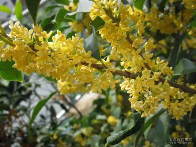 权威解读:一九合成桂花香开过什么生肖