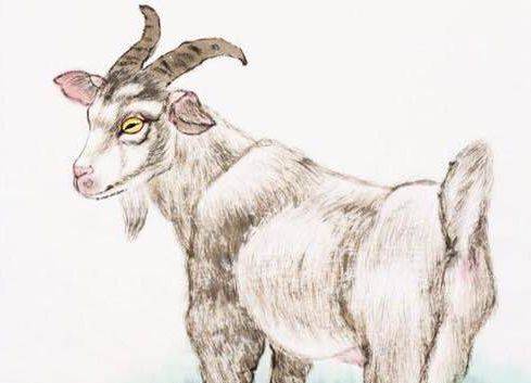 独家视点:仙羊下界遍地春指代表是什么生肖