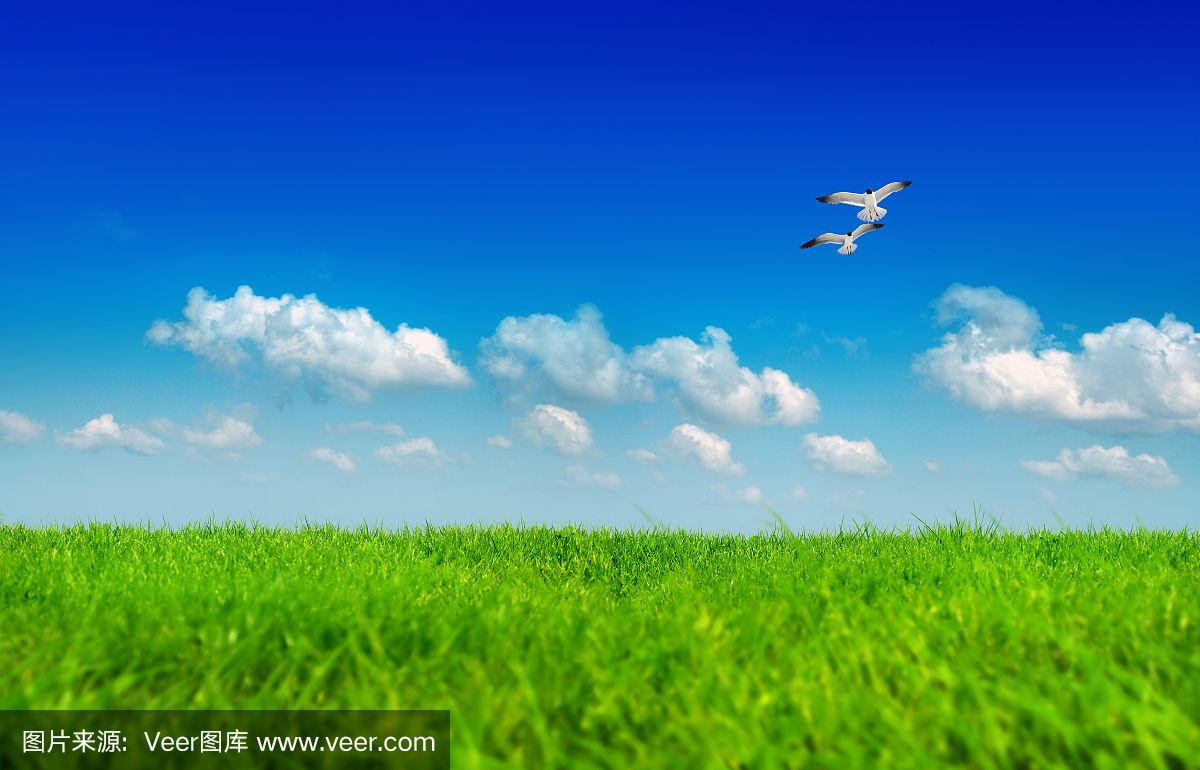趋势研判:蓝天绿地鸟儿飞，挑得蓝里便是来正确答案动物
