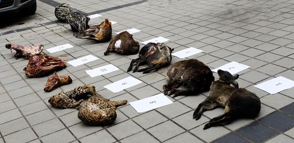 观点输出:羊头狗肉画虎皮，一言九鼎蛇太子。打一动物