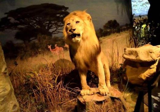 技术阐释:真真假假指啥动物