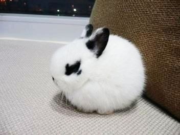 行家点评:天黑风急虎盗兔，馬食夜草猴旁颧打一准确动物