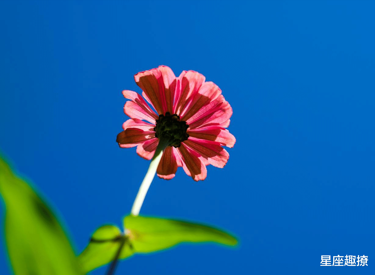 深度报道:蓝天照耀红花美猜指打个最佳精准代表哪一个生肖