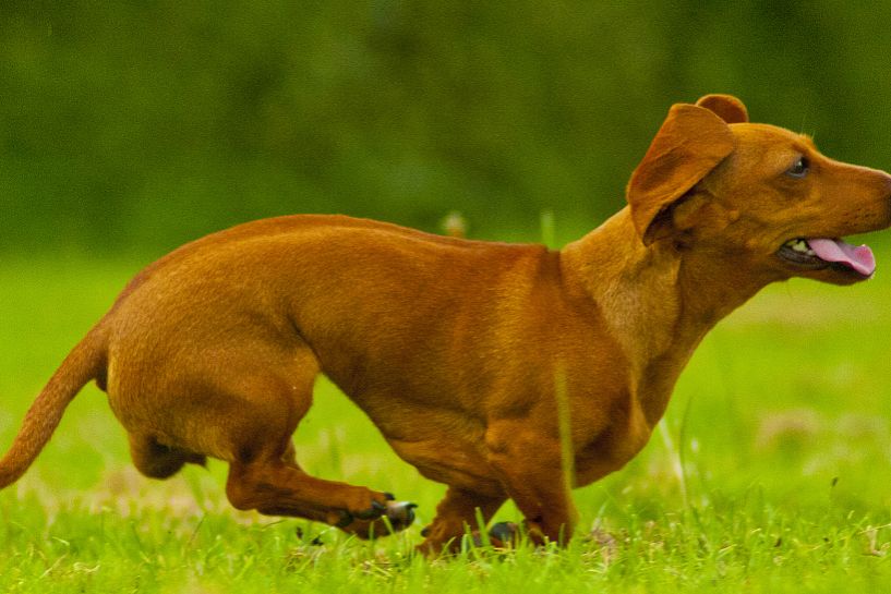 专家解析:东征西站比喻什么动物