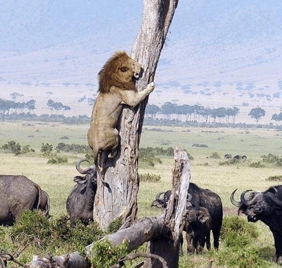 内幕披露:君不用问知基数，只观浮云风雨目猜动物