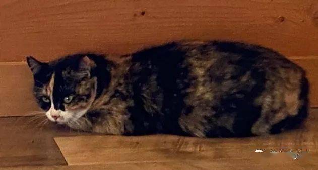 专家解析:君不用问知基数，只观浮云风雨目打一动物谜底