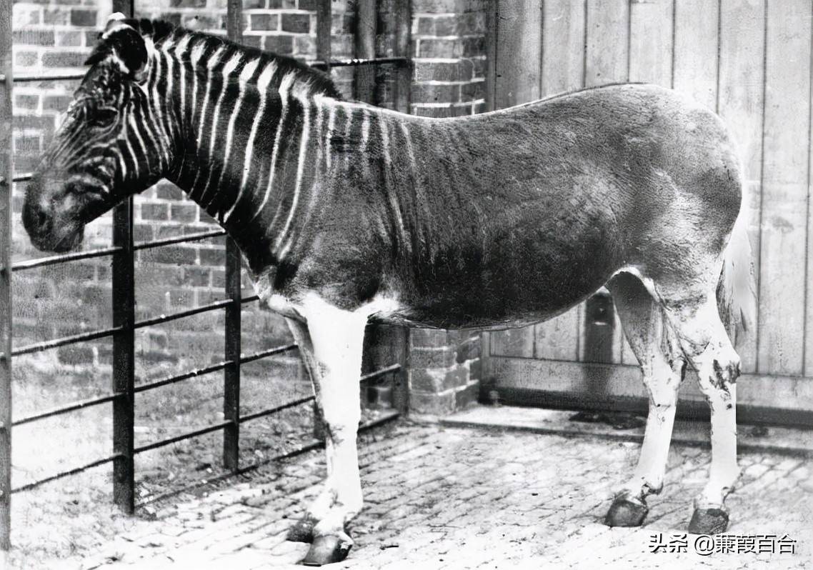 独家新闻:东征西站猜一准确动物