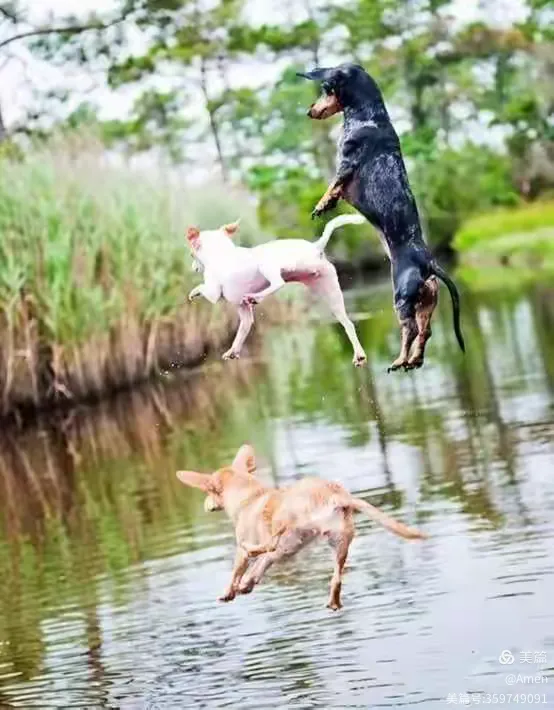 独家解读:凡尘琐事无时尽打一准确动物