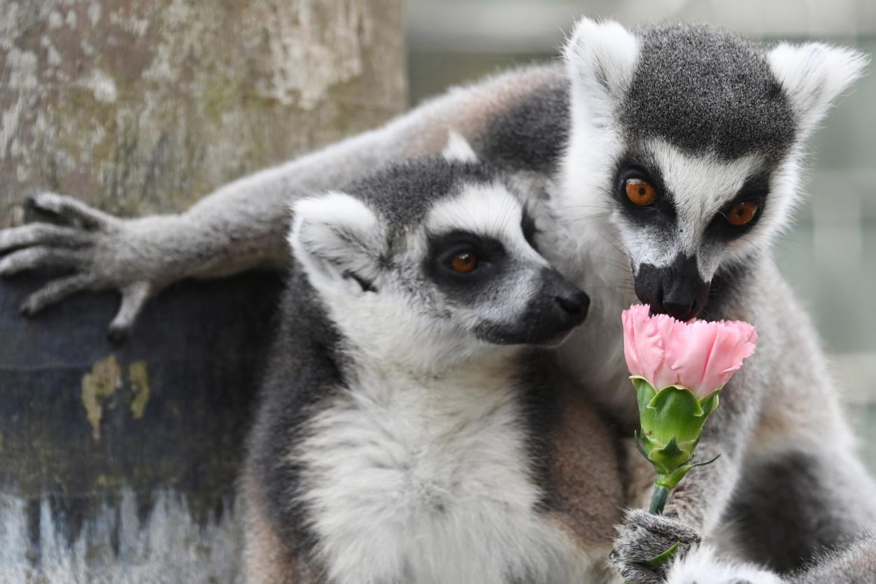 技术阐释:相映成趣代表什么动物