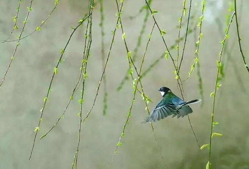 技术阐释:三衰六旺皆前定，出奇入神柳与花猜数字