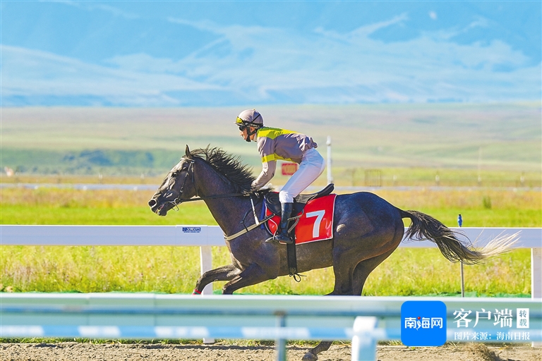 资深分析:马到成功代表什么动物