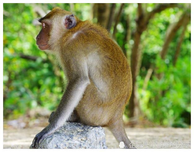 家点评:天黑风急虎盗兔，馬食夜草猴旁颧指什么动物