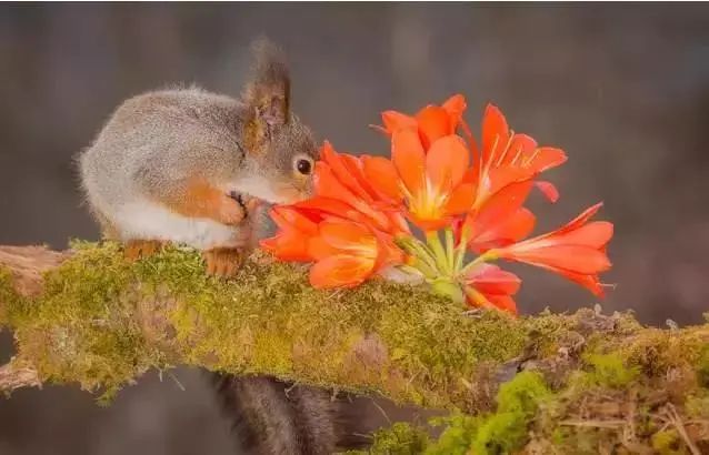 权威解读:三衰六旺皆前定，出奇入神柳与花猜一动物