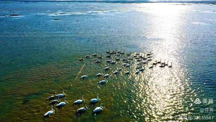 资深分析:五湖四海指啥动物