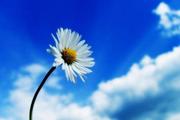 逐项解读:蓝天照耀红花美猜动物