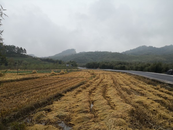 独家视点:勤劳人家忙地头，吉人天相八面财代表什么生肖