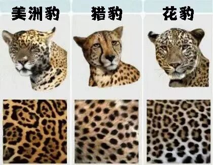 观点输出:一分神似打一准确动物