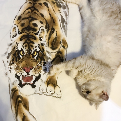 独家调查:照猫画虎本期动物